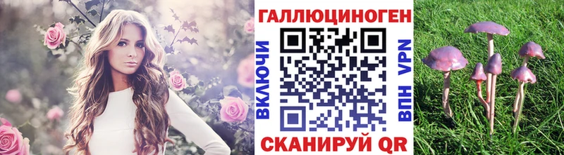 хочу   Нальчик  Псилоцибиновые грибы Psilocybine cubensis 